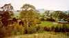 Tasmanian Arboretum Inc. - The
