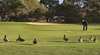 Royal Hobart Golf Club