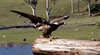 Tasmania Zoo Transfers and Entry Fee Tour