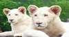 ZooDoo Wildlife Park