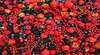 Hillwood Berry Farm