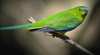 Inala Nature Tours