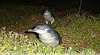 Bicheno Penguin Tours