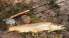 Dragonfly Trout Adventures