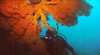 King Island Dive Charters