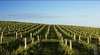 Delamere Vineyard