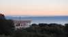 Sheoaks on Freycinet