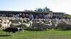 Curringa Farm - Hamilton Sheep Centre