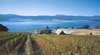 Marions Vineyard