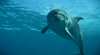 Moonraker Dolphin Swims