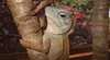 Snakes Downunder