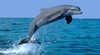 Mandurah Ferry Cruises