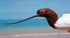 Kimberley Birdwatching Tours
