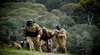 Paintball Sports