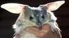 Bilby Experience