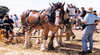 Avondale Harvest Festival