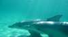 Kangaroo Island Marine Adventures