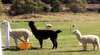 Maydena Country Cabins Accommodation & Alpaca Stud (Attraction)