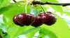 Red Hill Cherry Farm