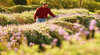 Lyndoch Lavender Farm and Cafe