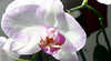 Riverland Orchid Society Spring Show 2009
