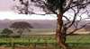 Yangarra Estate Vineyard