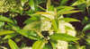 Tumbeela Native Bushfoods
