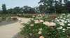 Victoria Park Rose Garden