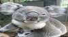 Koala Care Centre in Lismore