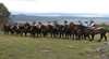 Reynella Kosciuszko Rides