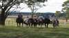 Pub Crawls On Horseback
