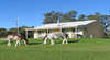 Barrington Clydesdale Farmstay