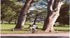 Parramatta Park