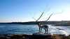 Sculpture By The Sea