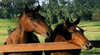Hunter Valley Hill Top Country Horse Riding Centre