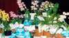 Sapphire Coast Orchid Club Winter Orchid Show