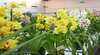 Sapphire Coast Orchid Club Spring Orchid Show