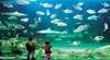 Sydney Aquarium