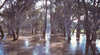 The Murray Rivers Red Gum Forest