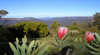 Blue Mountains Rhapsody