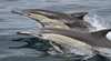 Dolphin Watch Cruises - Jervis Bay