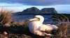 Lord Howe Island Birdwatching