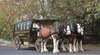 Clydesdales Horse Drawn Restaurant
