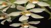 Sapphire Coast Orchid Club Australian Native Orchid and Bonsai Show