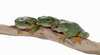 Australian Reptile Park