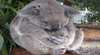 Koala Hospital