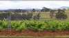 Littles Winery