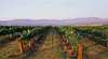 Scarborough Wine Co