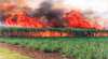 Reeves Family Sugar Cane Farm