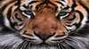Symbio Wildlife Park